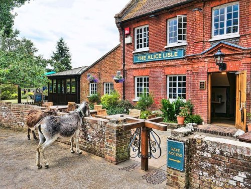 25 Fun Things to Do in the New Forest