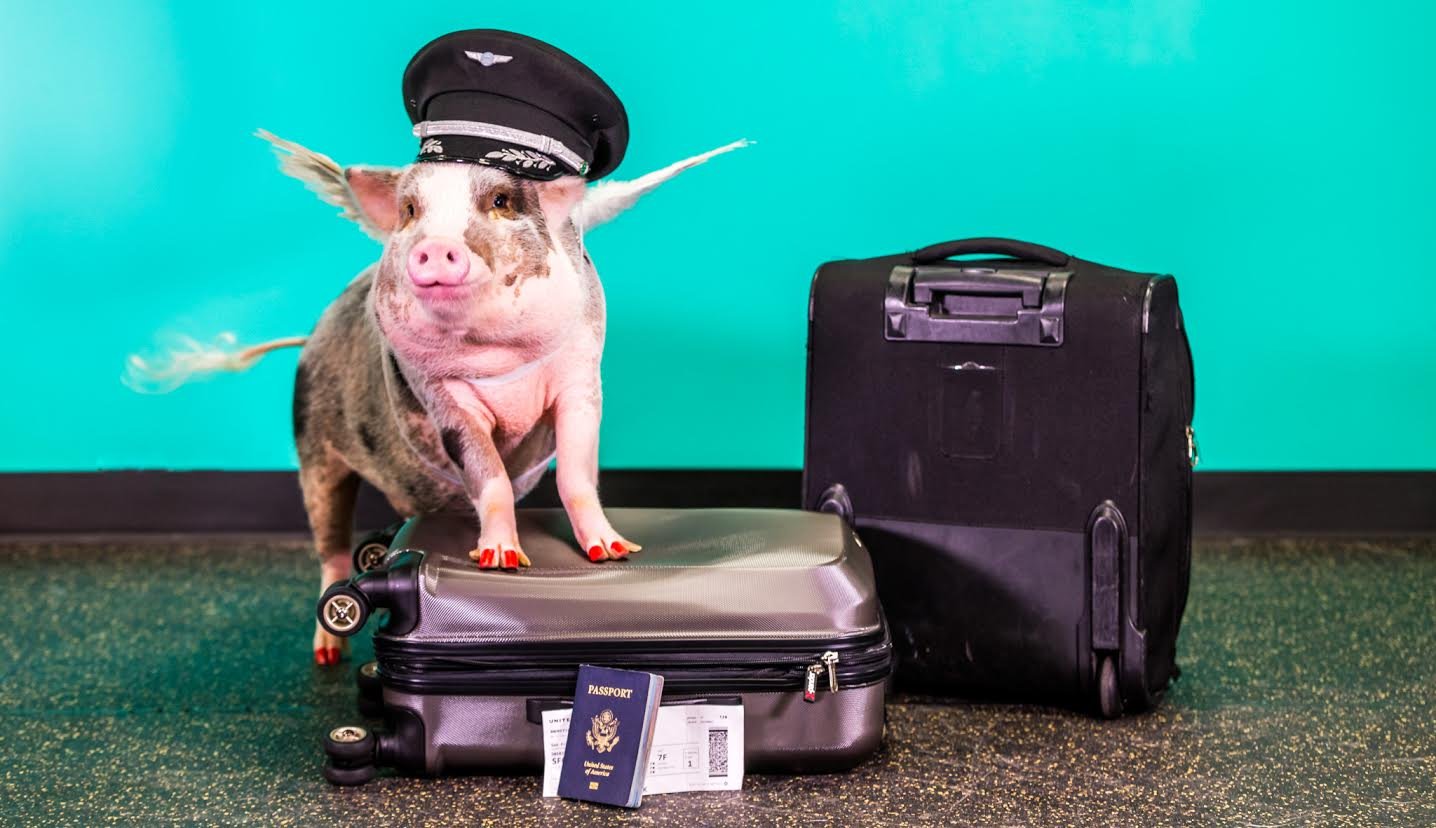 Pretty Little Pig LiLou is San Francisco airport’s latest therapy animal