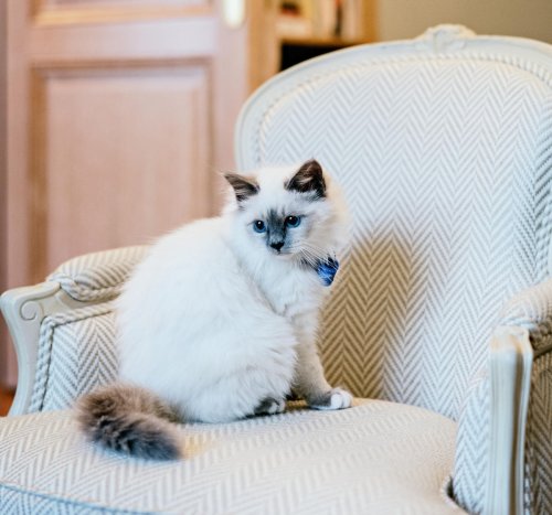 This adorable four-month-old kitten is the newest resident of the Parisian hotel Le Bristol.