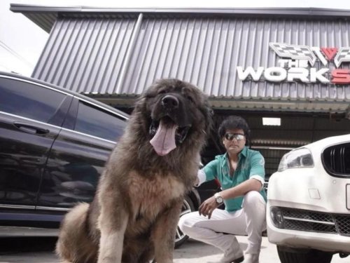 As big as a lioness and more expensive than a Bugatti Tourbillon hypercar and a Rolls-Royce Phantom combined, meet the world’s most expensive dog, who stays on a plush seven-acre farm and is pampered by a staff of six