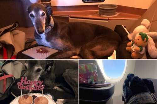 Pics – Upgraded from the kennel in the cargo hold this rescued Greyhound Dog flew from Sydney to Italy with his parent and even celebrated his birthday in the lavish Singapore Airlines business class.