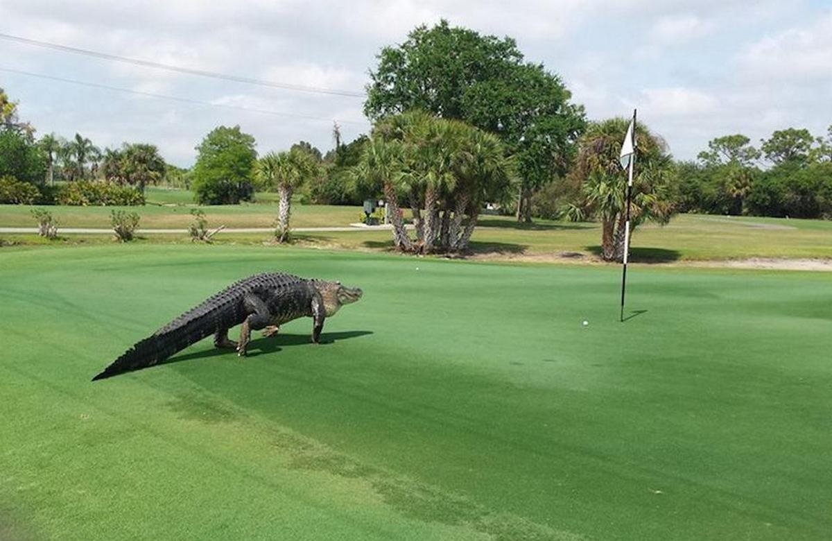Golfer films as giant gator invades Florida golf course - Luxurylaunches