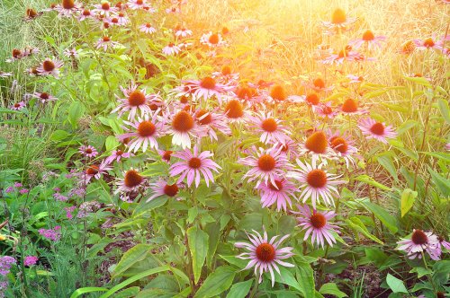 How to create a wildflower garden of dreams