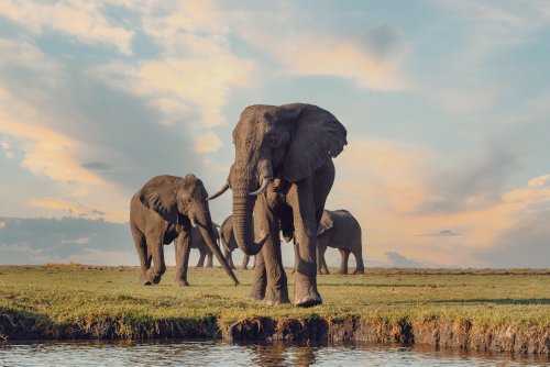7 of the best destinations to visit for your family safari in Africa in 2024