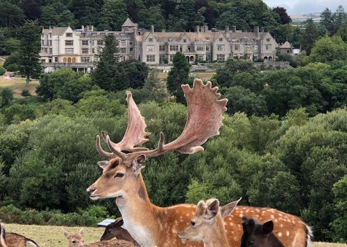 7 reasons why Bovey Castle is the best place for the ultimate country escape in the UK