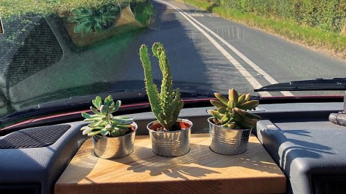 Not enough sunlight at home? Start ‘cardening’—gardening in your car