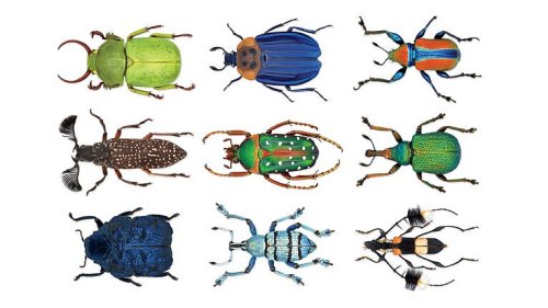 The beetle scientist on a mission to name the world's most beguiling bugs