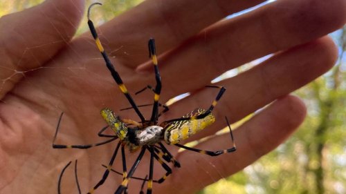 Keep SC spiders out of your home with these 10 natural methods, according to Farmers’ Almanac