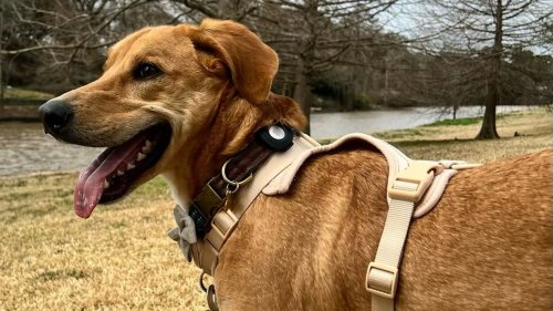 Report Highlights Danger of Using AirTags for Tracking Dogs