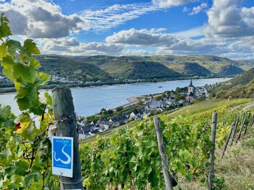 Rheingau Wandern: 11 Tipps & die schönsten Wanderwege