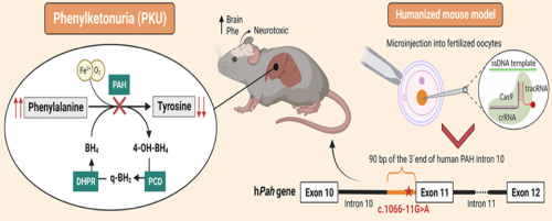 Nuevo modelo de ratón de la enfermedad fenilcetonuria | madrimasd