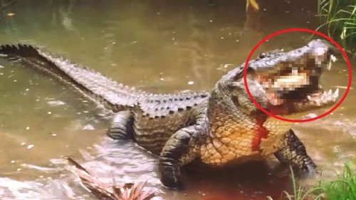 Nichts für schwache Nerven: Krokodil knackt Schildkröte!