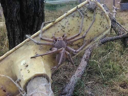 Australien: DAS ist die größte Spinne der Welt