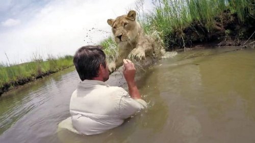 Mann rettete junge Löwin. Nach Jahren trifft er sie wieder ...