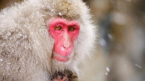 Neue Entdeckung bei Affen bringt Evolutionstheorie ins Wanken