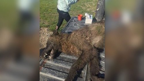 Bauer erschießt vermeintlichen Wolf – der Kadaver lässt Experten rätseln