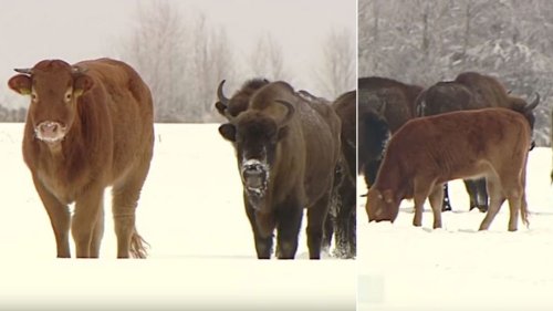 Kuh entflieht Farm – und lebt seitdem in einer Herde Bisons