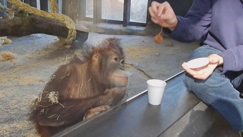 VIDEO: Die Reaktion dieses Affen auf einen Zaubertrick – unbezahlbar!