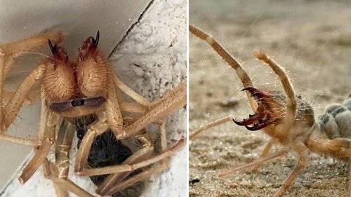 Halb Spinne, halb Skorpion: Mann trifft auf Horror-Kreatur!