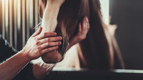 Polizei findet vermisstes Pferd in Schlafzimmer - Mann festgenommen!