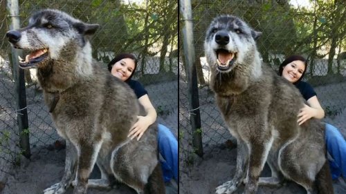 Gigantischer Wolfshund erobert das Internet