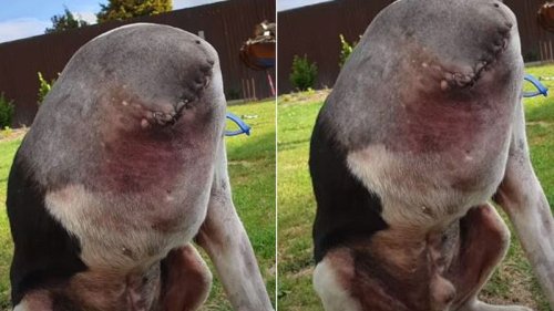 Grausam: Virales Bild zeigt kopflosen Hund!