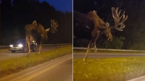 Netz-Sensation: Autofahrer filmt nachts Monster-Elch