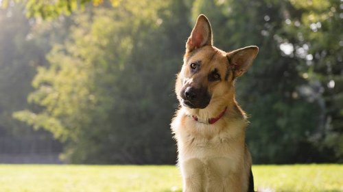 Hund meldet sich auf örtlicher Polizeistation selbst als vermisst