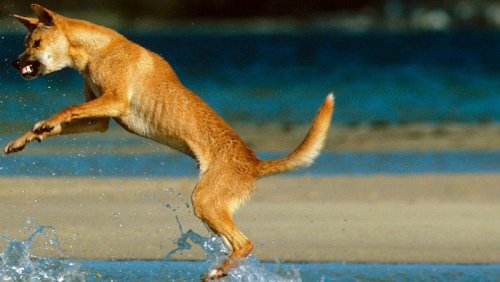 Horror in Australien: Dingo-Attacke auf deutsche Urlauber!