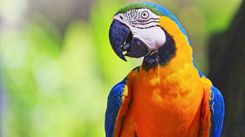Frau lässt Papagei allein zu Hause - dieser bestellt fleißig bei Amazon!
