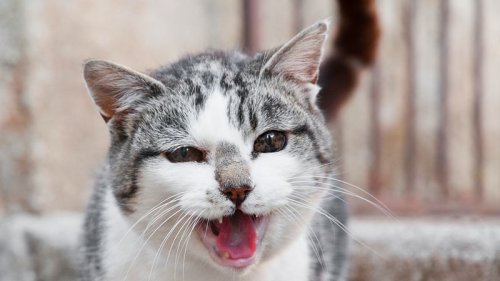 Katze bringt Besitzern Horror-Kreatur nach Hause