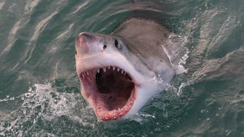 Erstmals gefilmt: Gigantischer Weißer Hai tötet Buckelwal!