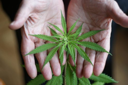 Süddeutschland: 91-Jährige baut Cannabis in Altersheim an - Polizeieinsatz