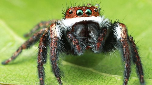 Spinnen könnten gesamte Menschheit in kürzester Zeit auffressen