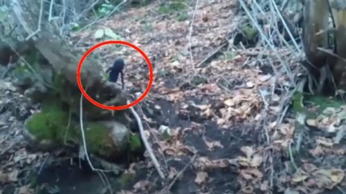 Alien-artige Kreatur in russischem Wald gefilmt