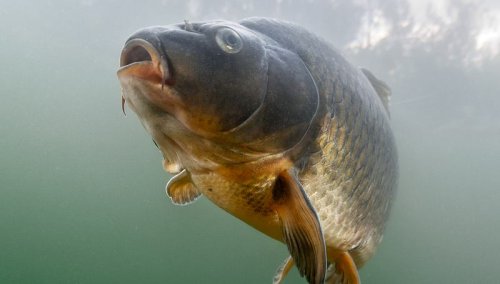 Monster-Fisch: Deutscher Angler fängt Karpfen jenseits aller Vorstellungskraft