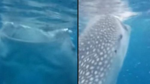 VIDEO: Tourist wird (fast) von fressendem Walhai eingesaugt!