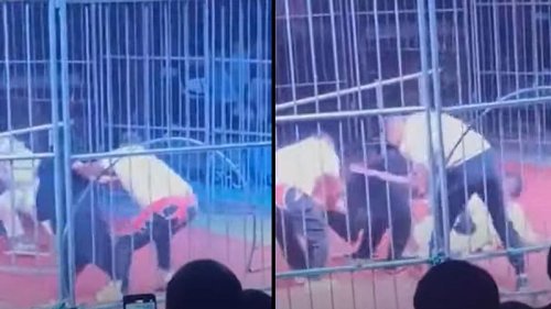 Schock im Zirkus: Bär attackiert Dompteur
