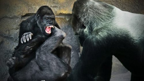 King Kong-Moment: Gorilla sorgt für Angst & Schrecken!