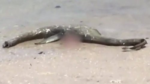 Kadaver von Loch Ness-Monster in den USA angespült