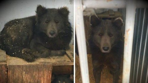Halb Wolf, halb Bär: Mysteriöse Kreatur in Russland gefangen!