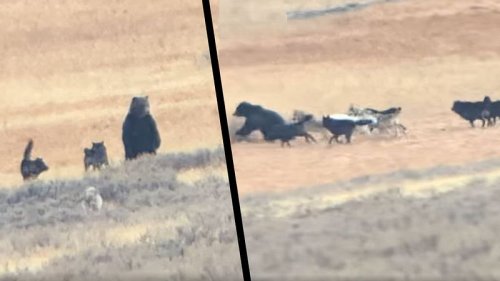 Unbarmherzige Natur: Video zeigt Kampf Grizzlys gegen Wolfsrudel!