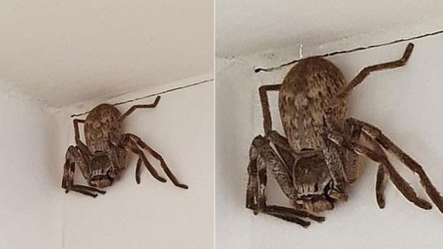 Schock-Video: Frau entdeckt Monster-Spinne in Dusche