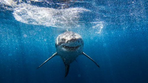 Unfassbar: Forscher filmen riesigen Monster-Hai!