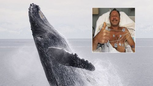 Mann wird von Wal verschluckt - dann wird es komplett verrückt