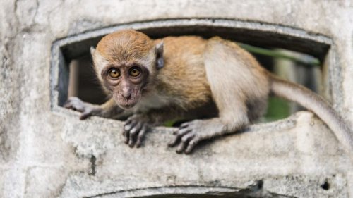 Mann bricht bekifft in Zoo ein - Affen prügeln ihn ins Krankenhaus