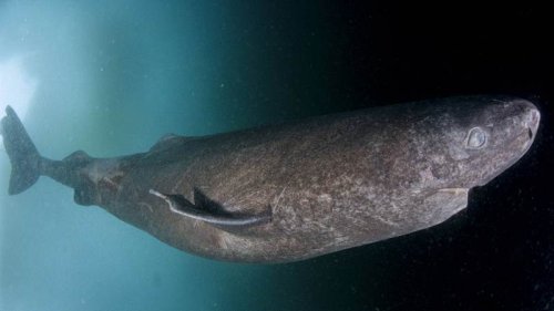 Unfassbar: Ältester Hai der Welt gesichtet