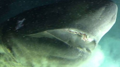 Tiefseeforscher filmen gigantischen Urzeit-Hai!