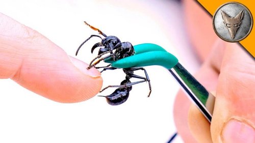 Bullet-Ant: Mann lässt sich von gefährlicher 24-Stunden-Ameise stechen