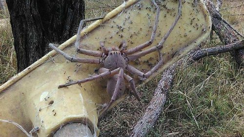 Größte Spinne der Welt in Australien entdeckt